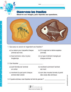 Observons les fossiles